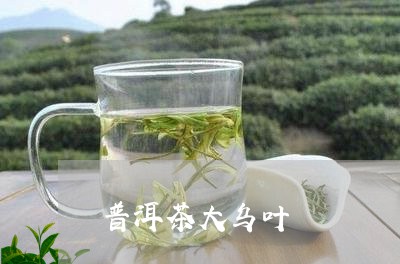 普洱茶大乌叶/2023042890974