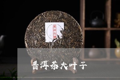 普洱茶大叶子/2023042956019