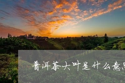 普洱茶大叶是什么意思/2023062962705