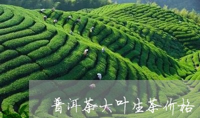 普洱茶大叶生茶价格/2023100763513