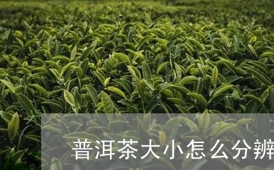 普洱茶大小怎么分辨的视频/2023082713837