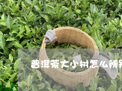 普洱茶大小树怎么辨别/2023080169491