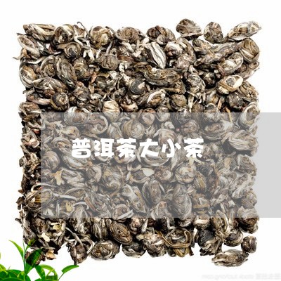 普洱茶大小茶/2023042878088