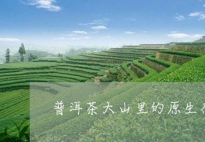 普洱茶大山里的原生态/2023062019471