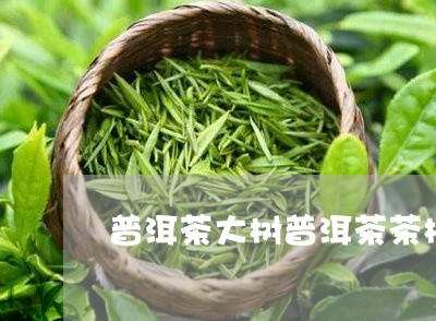 普洱茶大树普洱茶茶树/2023092576148