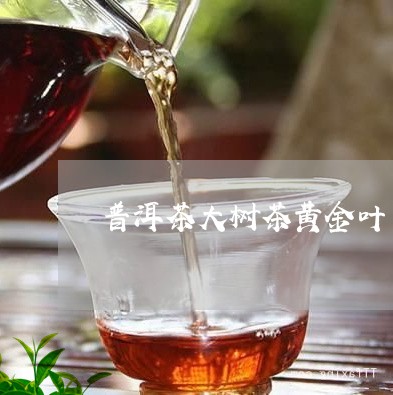 普洱茶大树茶黄金叶/2023070915769