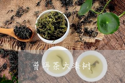 普洱茶大漆树/2023042836149