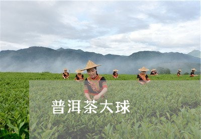 普洱茶大球/2023112593823