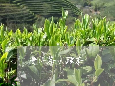 普洱茶大理茶/2023042855674