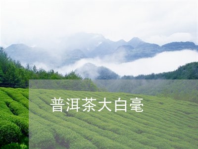 普洱茶大白毫/2023042993004