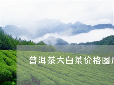 普洱茶大白菜价格图片/2023072102816