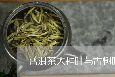 普洱茶大种叶与古树叶/2023072168250