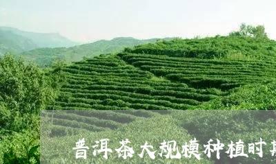 普洱茶大规模种植时期/2023092540692