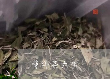 普洱茶大雪/2023090560505