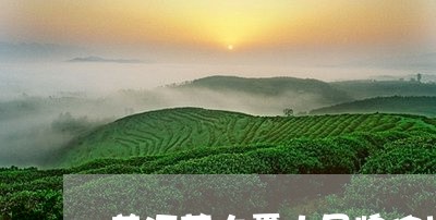 普洱茶大雪山品牌价格/2023092674946