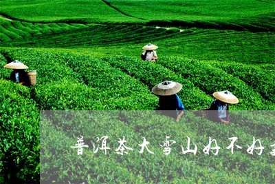 普洱茶大雪山好不好卖掉/2023082794969