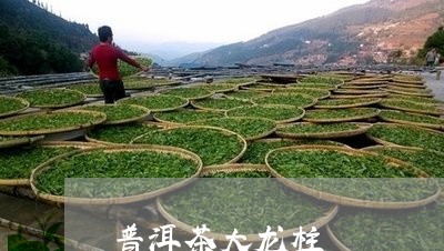 普洱茶大龙柱/2023042722950