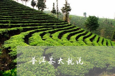 普洱茶大龙说/2023042668353