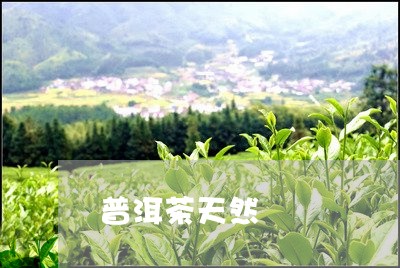 普洱茶天然/2023090623936