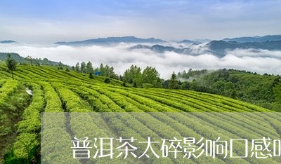 普洱茶太碎影响口感吗/2023073173716