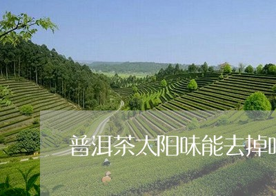 普洱茶太阳味能去掉吗/2023062385168