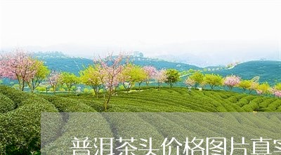 普洱茶头价格图片真实高清/2023110415938