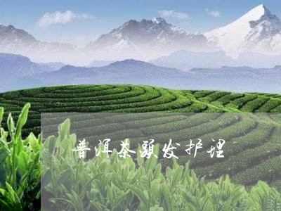 普洱茶头发护理/2023081664949