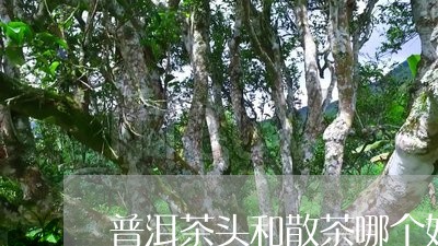 普洱茶头和散茶哪个好/2023062272604