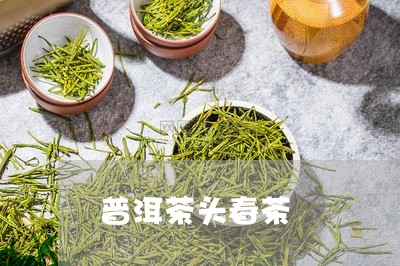 普洱茶头春茶/2023042792434