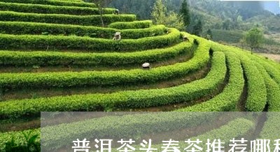 普洱茶头春茶推荐哪种茶/2023081478269