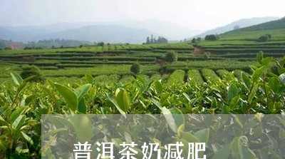 普洱茶奶减肥/2023042664763