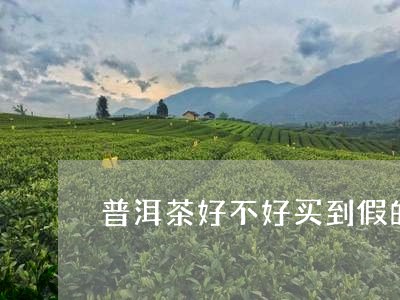 普洱茶好不好买到假的呀/2023110347160