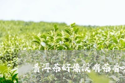 普洱茶好像没有茶香味/2023062884927