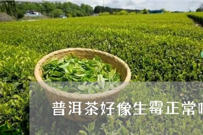 普洱茶好像生霉正常吗怎么办/2023083020472