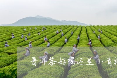 普洱茶好喝还是小青柑茶好喝/2023052878171