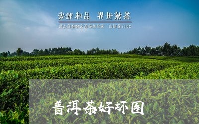 普洱茶好坏图/2023042811071