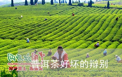 普洱茶好坏的辩别/2023120474817