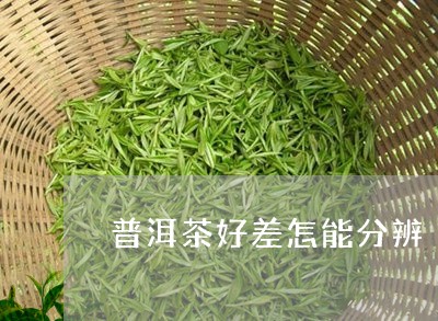 普洱茶好差怎能分辨/2023070979683