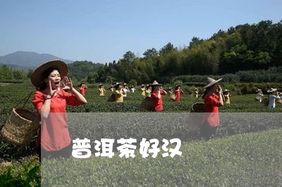 普洱茶好汉/2023090606947