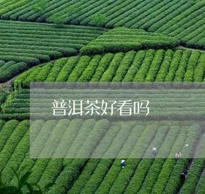 普洱茶好看吗/2023042727703