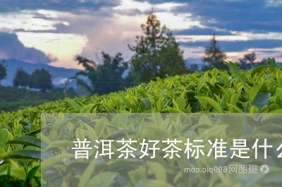 普洱茶好茶标准是什么/2023062233027