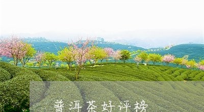 普洱茶好评榜/2023042671416