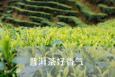 普洱茶好香气/2023042689484