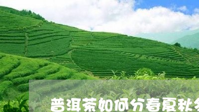 普洱茶如何分春夏秋冬茶/2023110650483