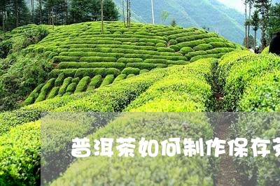 普洱茶如何制作保存茶叶/2023083084149