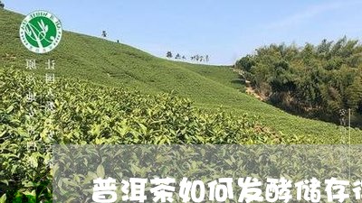 普洱茶如何发酵储存得好/2023081421837