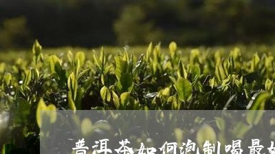 普洱茶如何泡制喝最好呢/2023110181605