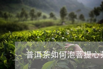 普洱茶如何泡菩提心茶好/2023121692937