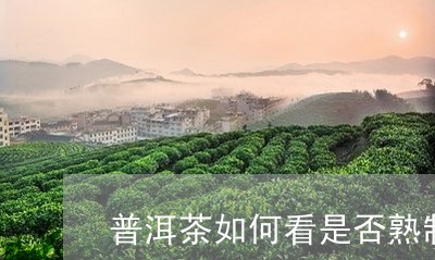 普洱茶如何看是否熟制的/2023083001713