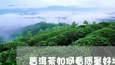 普洱茶如何看质量好坏/2023080126149